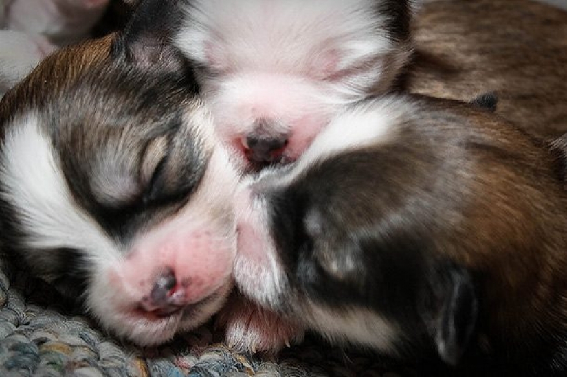 16 hechos inusuales sobre perros que necesitas saber