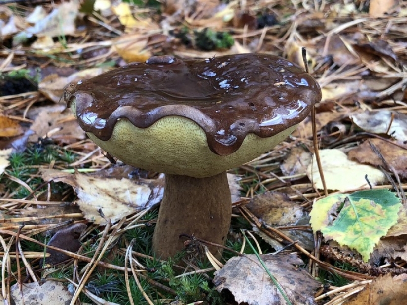 16 times nature tried to confuse us and really succeeded