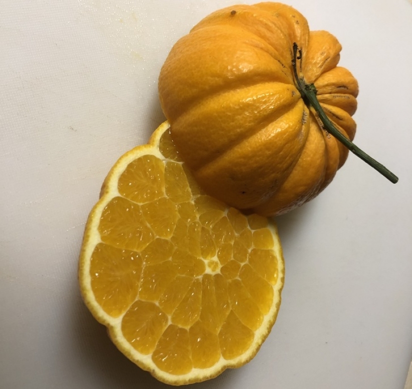 16 times nature tried to confuse us and really succeeded