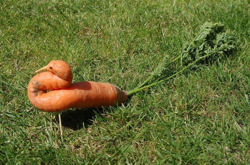 16 times nature tried to confuse us and really succeeded