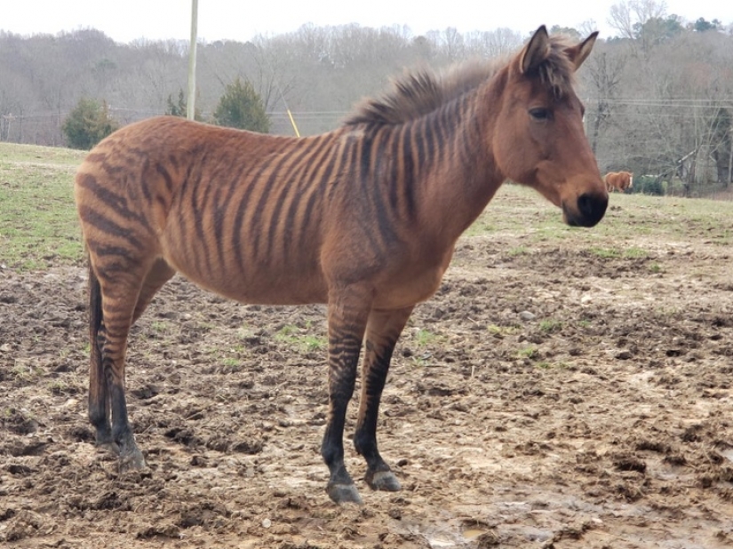16 times nature tried to confuse us and really succeeded