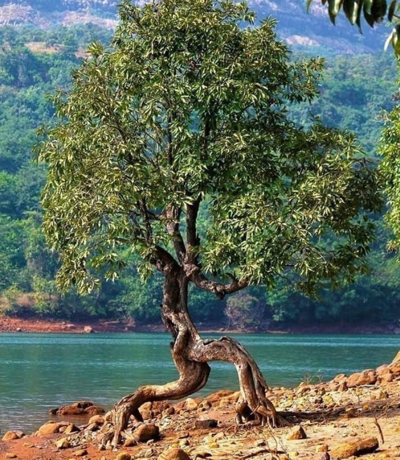 16 times nature tried to confuse us and really succeeded