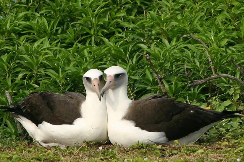 17 animals that form a more happy and harmonious couple than people