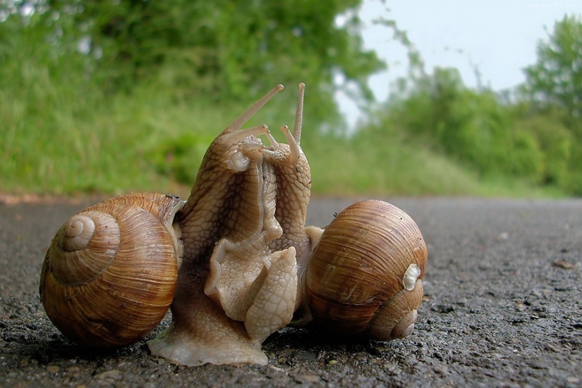 17 animals that form a more happy and harmonious couple than people