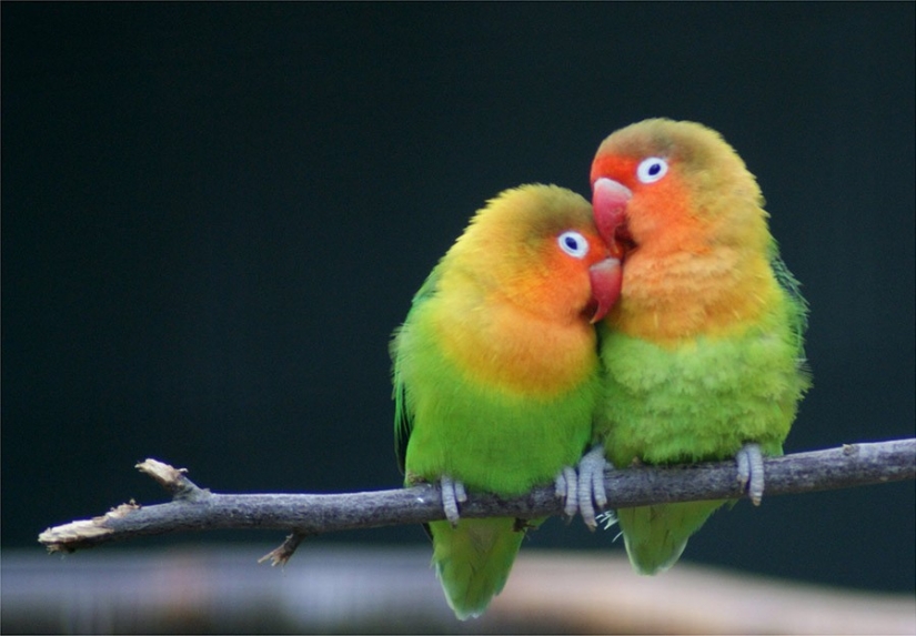 17 animals that form a more happy and harmonious couple than people