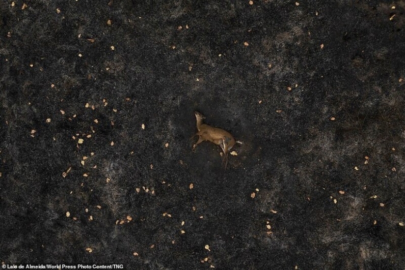 17 expresiva fotos de los finalistas del prestigioso premio World Press Photo concurso de 2021