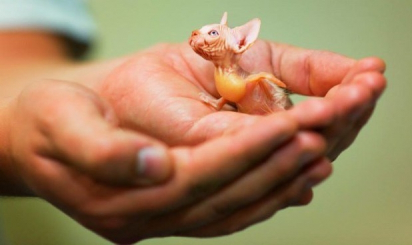 17 híbridos de animales extraños y sorprendentes creados por la imaginación