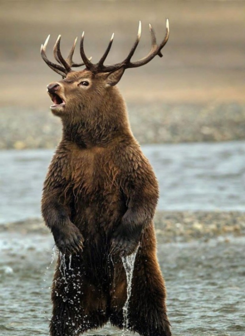 17 híbridos de animales extraños y sorprendentes creados por la imaginación