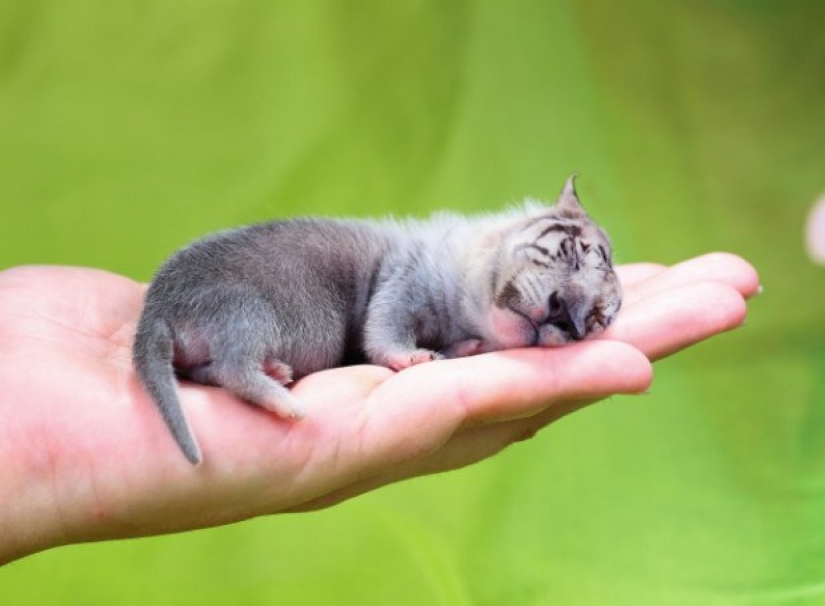 17 híbridos de animales extraños y sorprendentes creados por la imaginación
