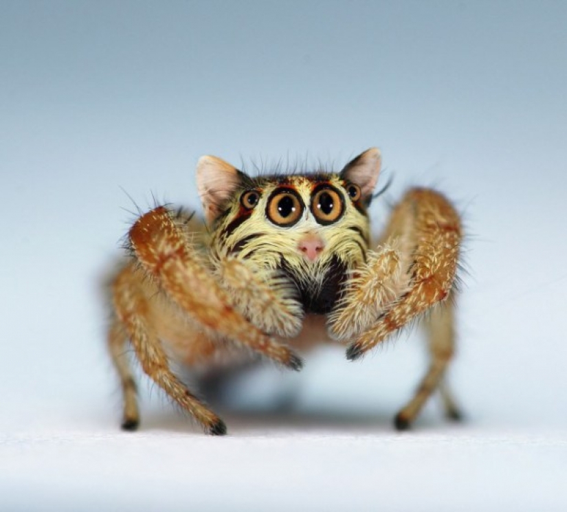 17 híbridos de animales extraños y sorprendentes creados por la imaginación