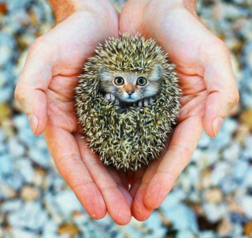 17 híbridos de animales extraños y sorprendentes creados por la imaginación