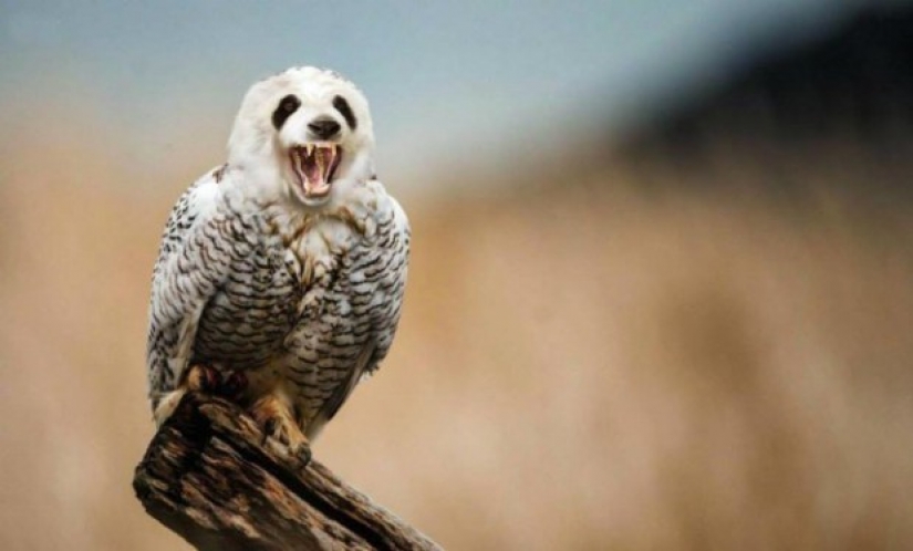 17 híbridos de animales extraños y sorprendentes creados por la imaginación