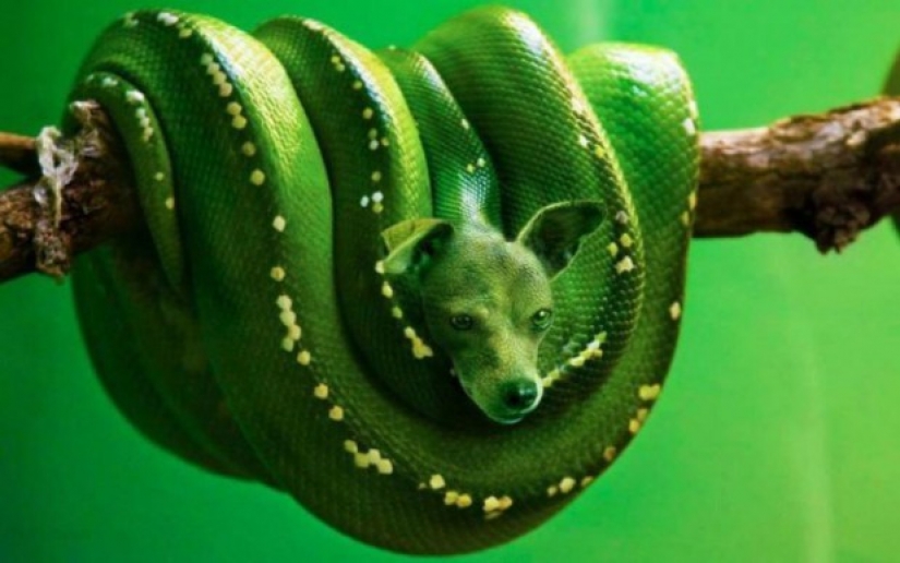 17 híbridos de animales extraños y sorprendentes creados por la imaginación