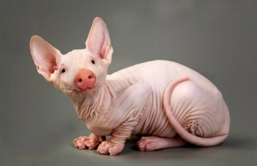 17 híbridos de animales extraños y sorprendentes creados por la imaginación