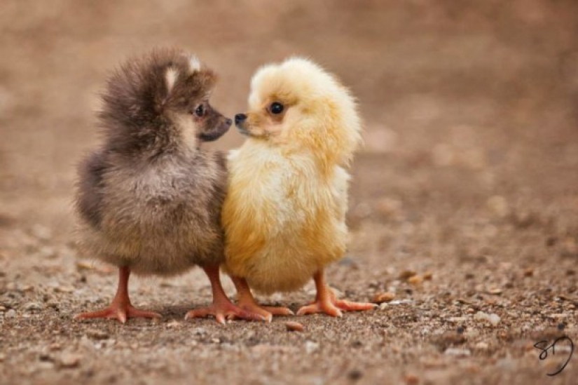 17 híbridos de animales extraños y sorprendentes creados por la imaginación
