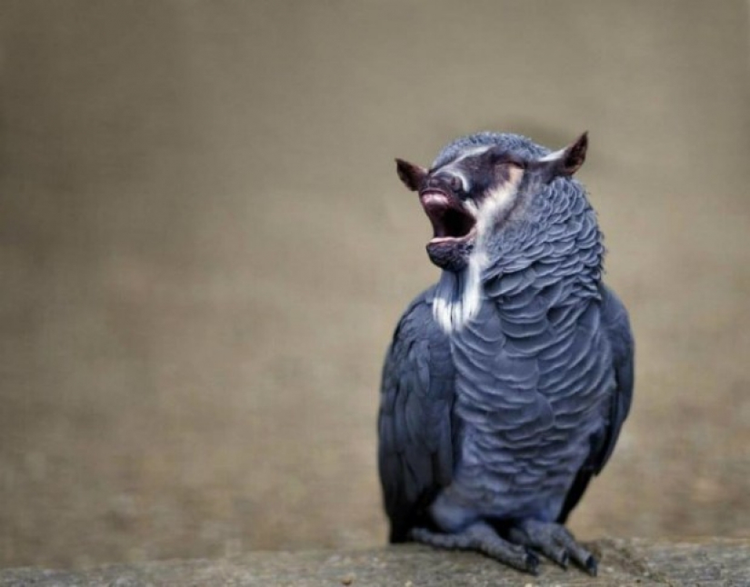 17 híbridos de animales extraños y sorprendentes creados por la imaginación