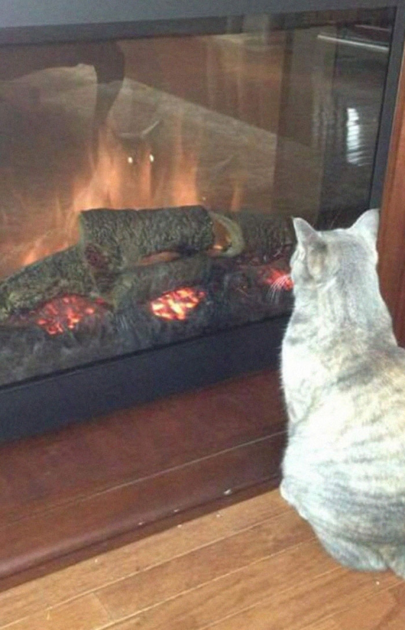 17 mascotas que descubrieron espejos