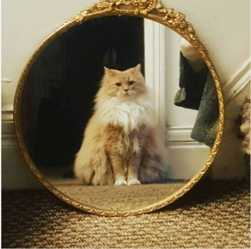 17 pets who discovered mirrors