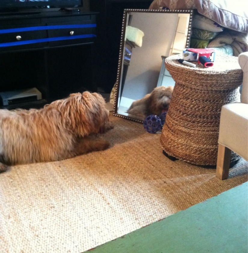 17 pets who discovered mirrors