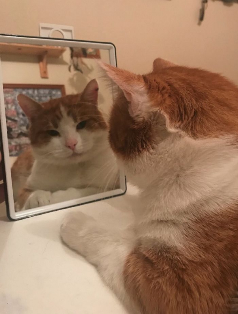 17 pets who discovered mirrors
