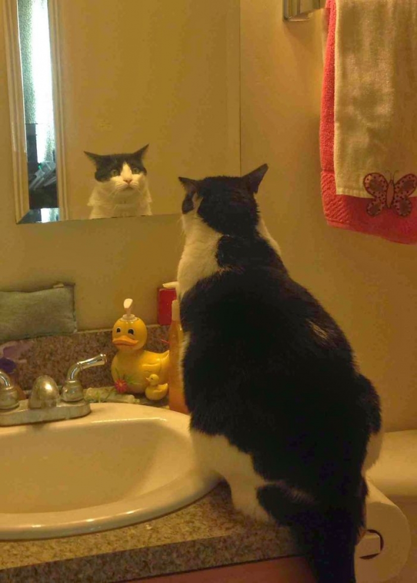 17 pets who discovered mirrors