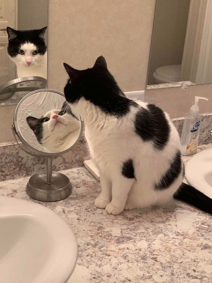 17 pets who discovered mirrors