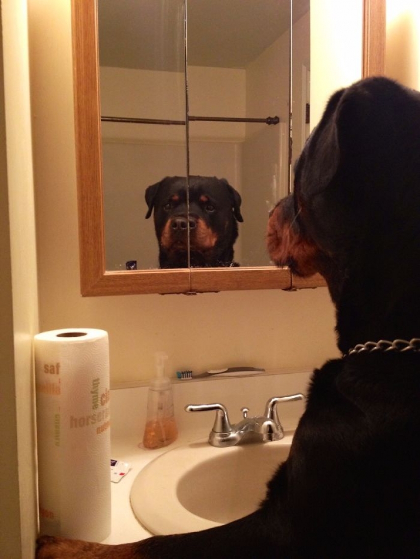 17 pets who discovered mirrors