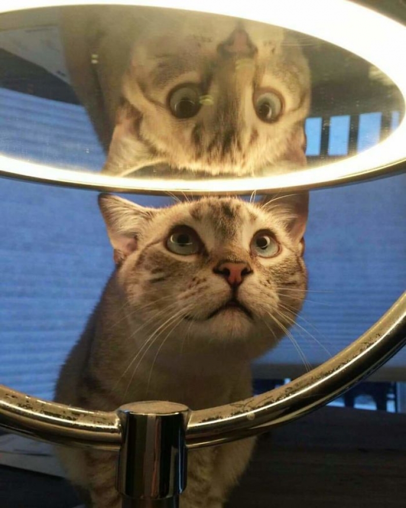 17 pets who discovered mirrors