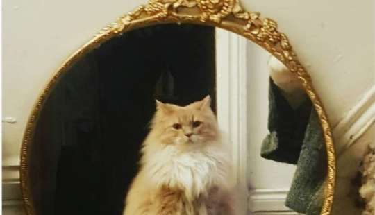 17 pets who discovered mirrors