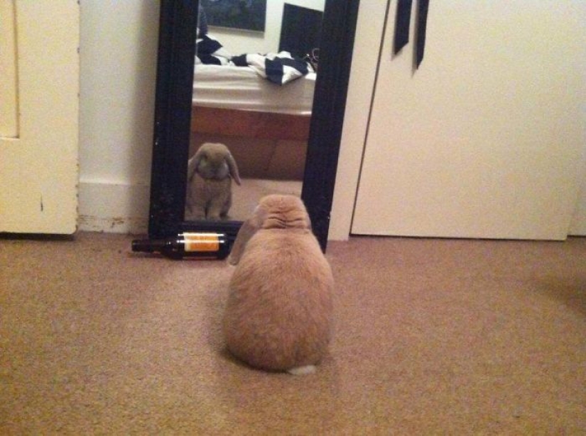 17 pets who discovered mirrors