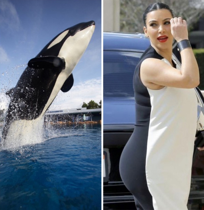 20 celebridades y sus contrapartes animales