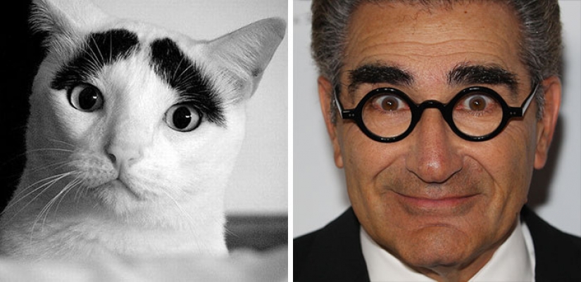 20 celebrities and their animal counterparts