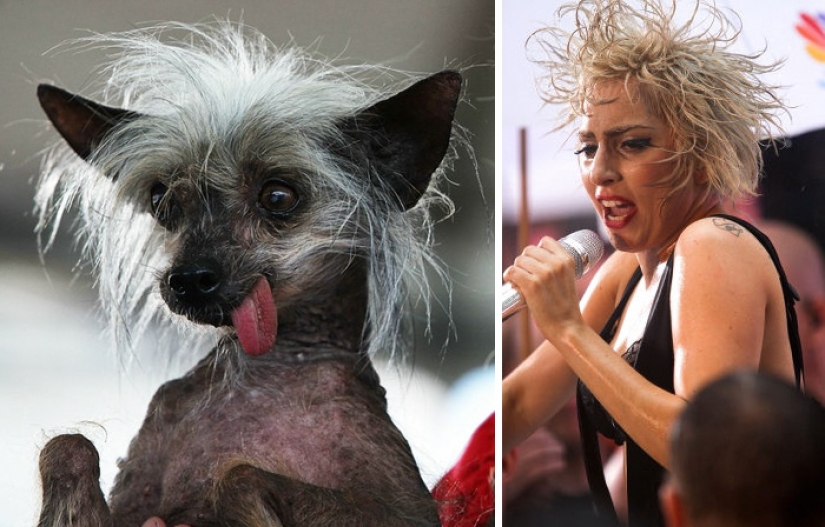 20 celebrities and their animal counterparts