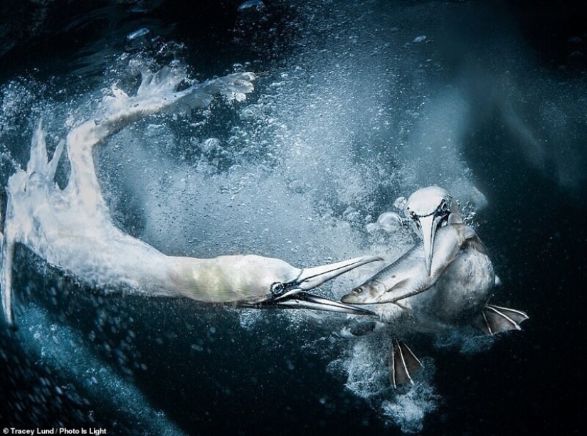 20 impresionantes fotos de los ganadores del concurso de Fotografía Photo Is Light World 20 impresionantes fotos de los ganadores del concurso de Fotografía Photo Is Light World