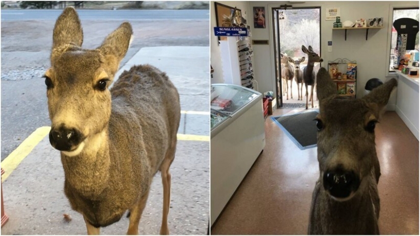 20+ interesting facts from history that show the world from the other side