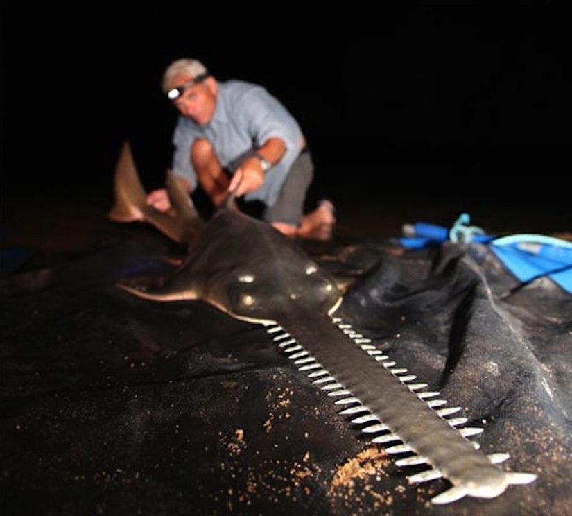 20 la mayoría de los increíbles monstruos de río 20 la mayoría de los increíbles monstruos de río
