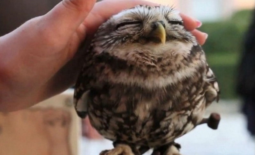 20 photos that owls can be proud of 20 photos that owls can be proud of