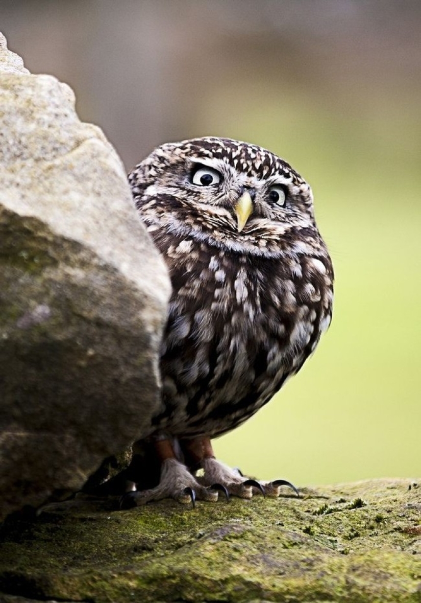 20 photos that owls can be proud of 20 photos that owls can be proud of