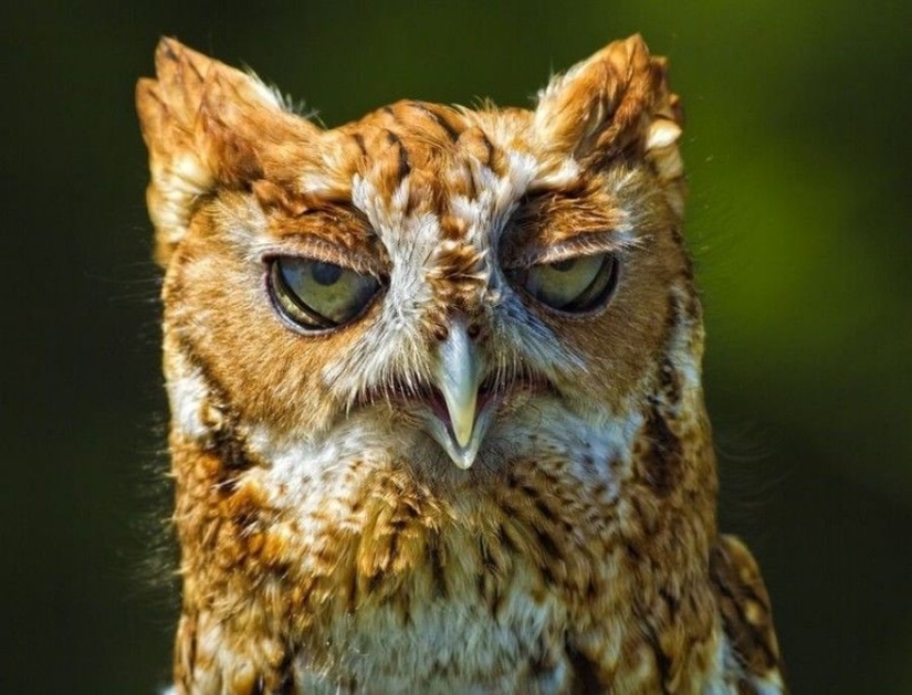 20 photos that owls can be proud of 20 photos that owls can be proud of