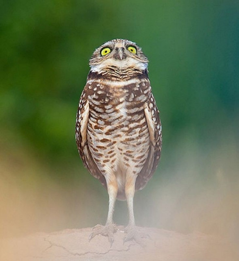 20 photos that owls can be proud of 20 photos that owls can be proud of