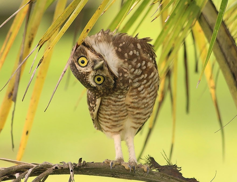 20 photos that owls can be proud of 20 photos that owls can be proud of