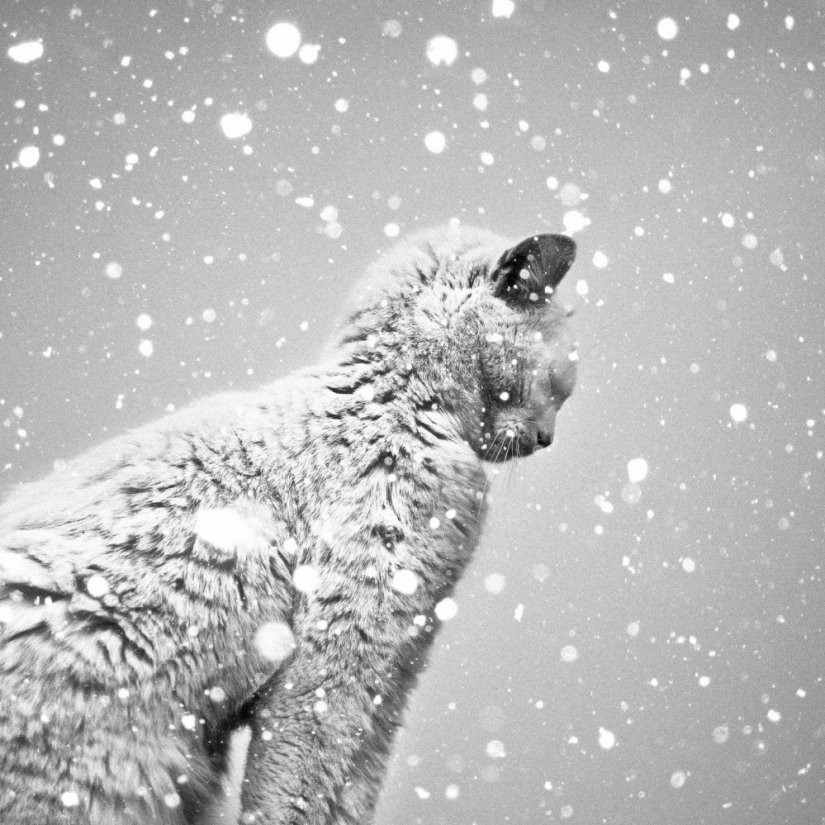 20 tomas en blanco y negro, en la que los fotógrafos a la izquierda un trozo de mi alma
