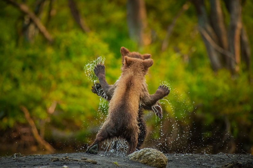 2021 Comedy Wildlife Photography Awards Finalists Announced 2021 Comedy Wildlife Photography Awards Finalists Announced