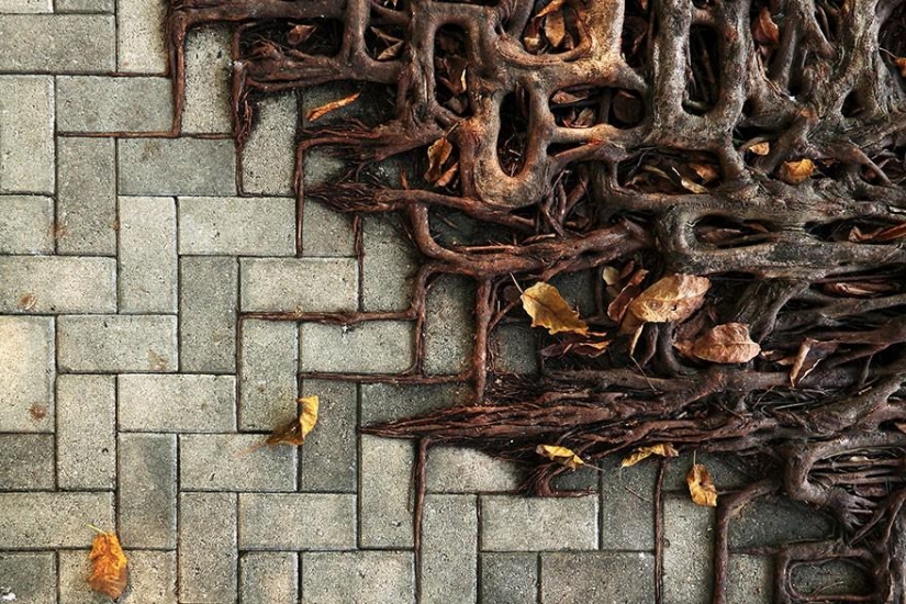 21 ejemplos, cuando la naturaleza de la civilización