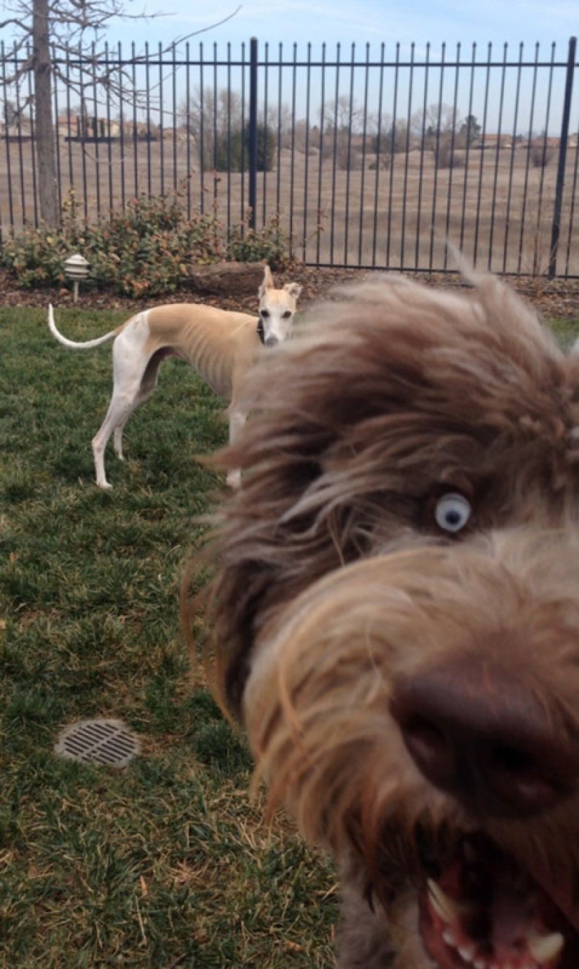 23 perros que son genios de la foto bomba