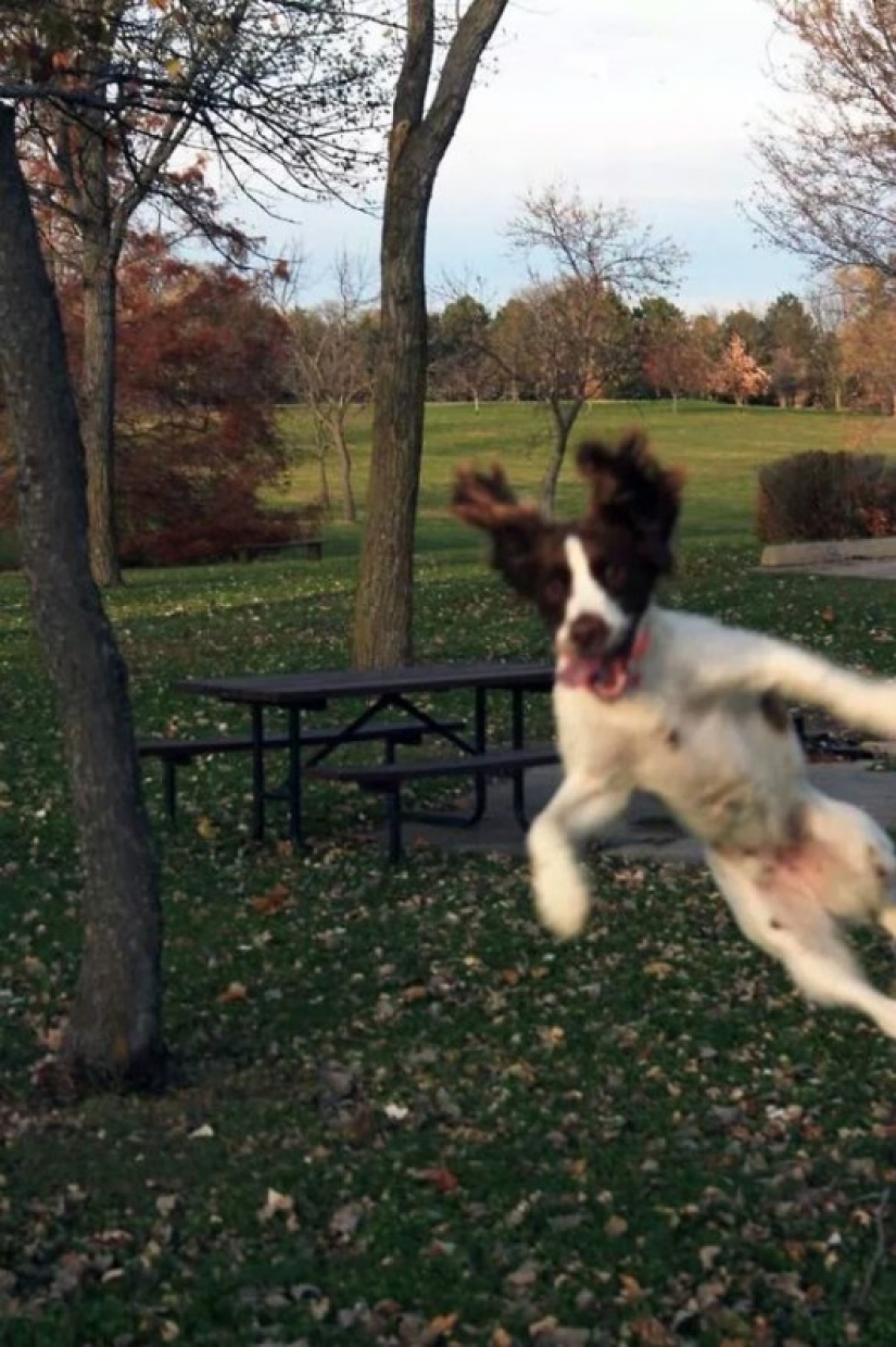 23 perros que son genios de la foto bomba