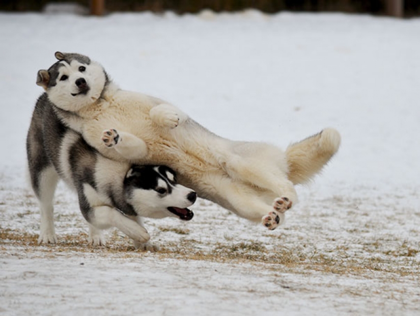 23 perros que son genios de la foto bomba