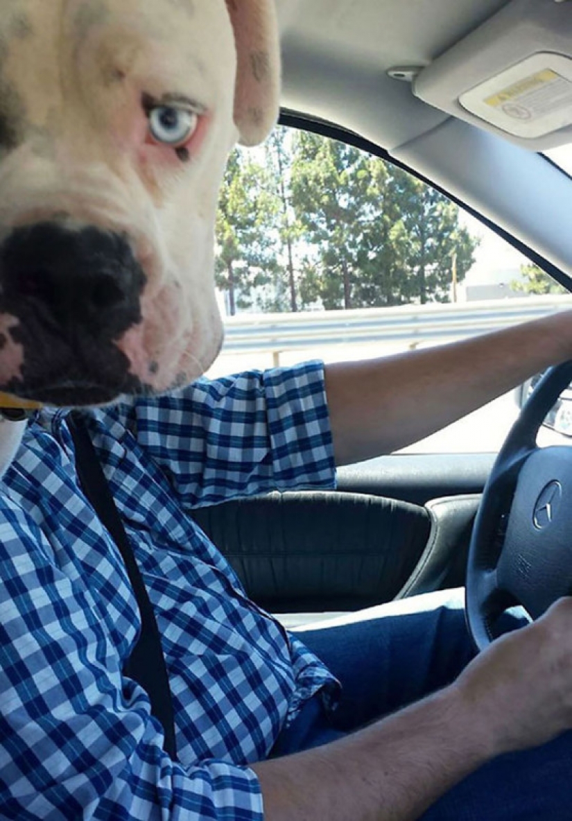 23 perros que son genios de la foto bomba