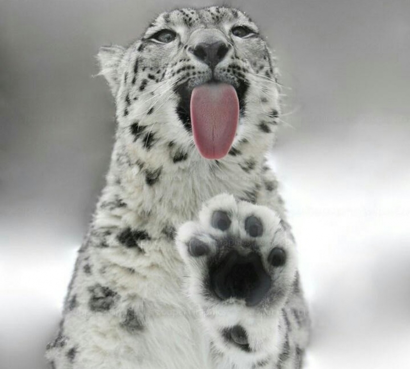 25 animales que lamer el Windows y robar nuestros corazones!