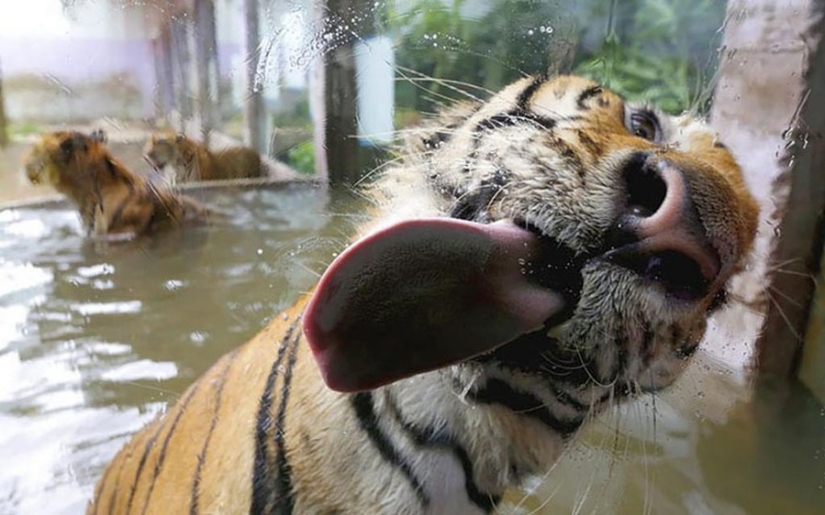 25 animals that lick the Windows and steal our hearts!